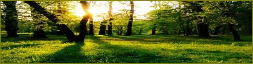 image of tree landscape